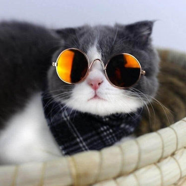 Fashionesque Multicolored Pet Glasses Cat Apparel KittyNook